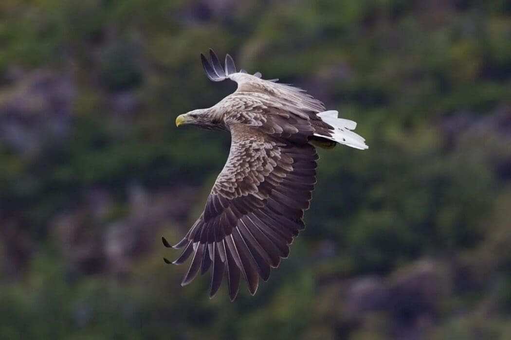 Image: White-tailed eagle - Haliaeetus albicilla - in Svolvaer, Norway