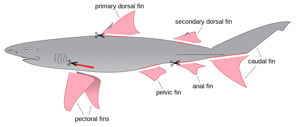 1280px Shark finning diagram.svg