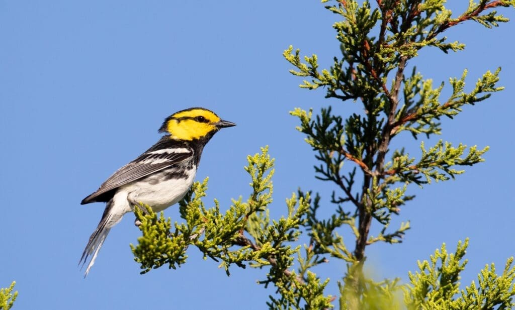 Cocaine trafficking threatens critical bird habitats Image: Golden-cheeked Warbler