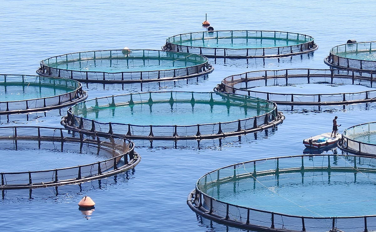 Aquaculture overtakes wild fisheries for first time: UN report