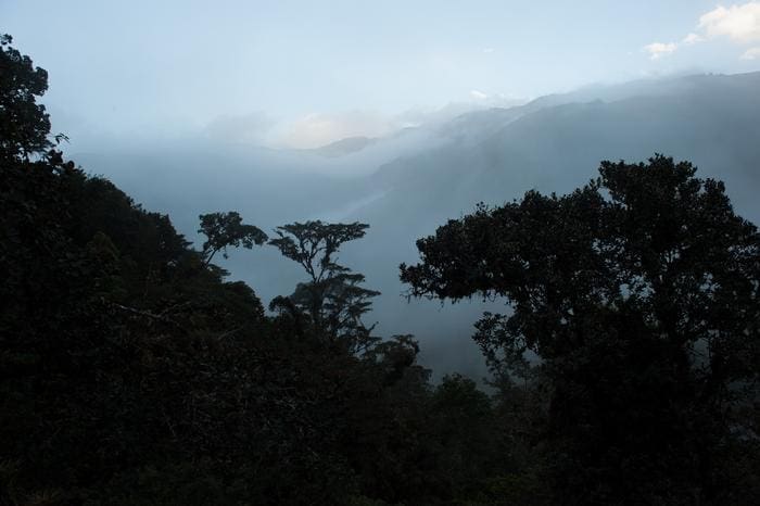 Low Res Amazon rainforest