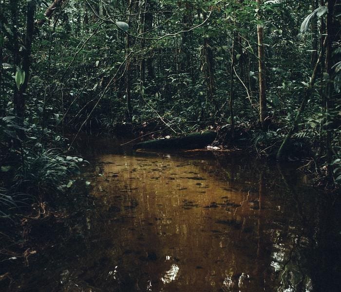 Low Res Forest close to water table