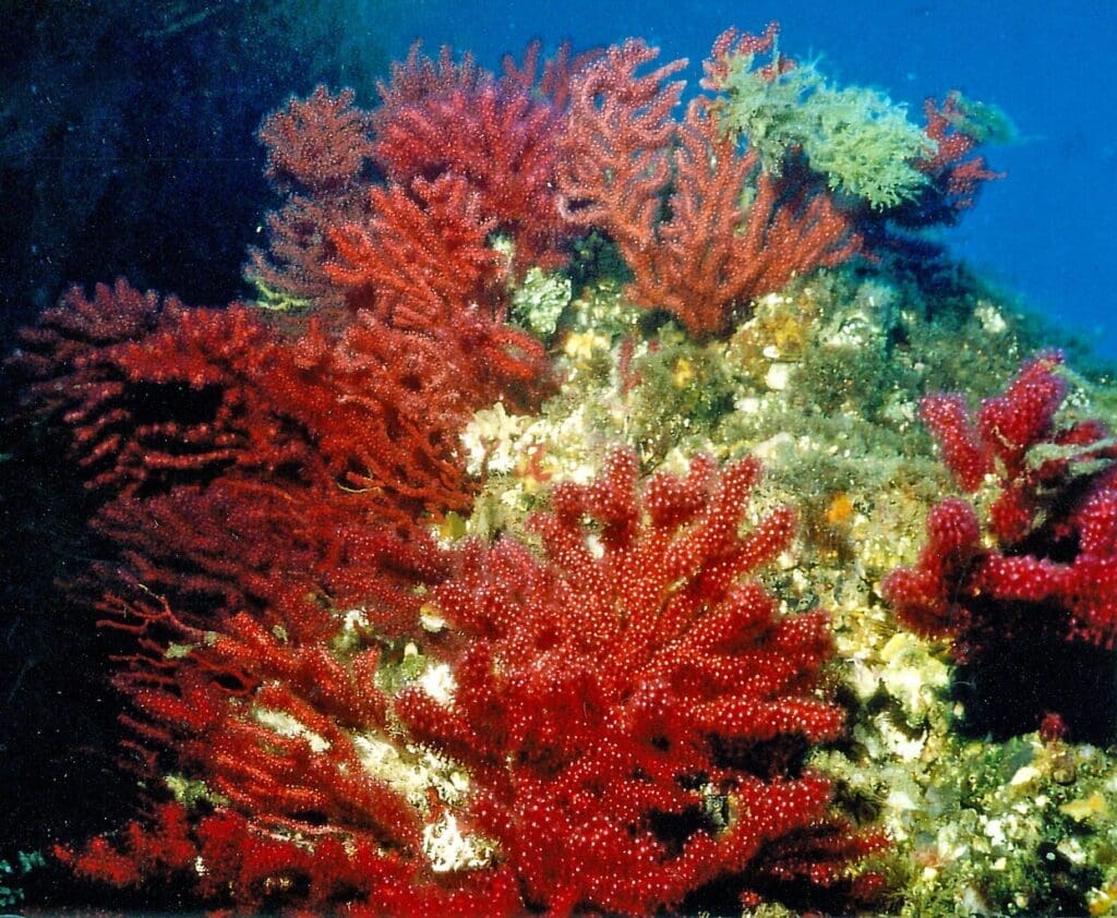 Marine heatwaves devastate red gorgonians in the Medes Islands Paramuricea clavata Risso 1826 3