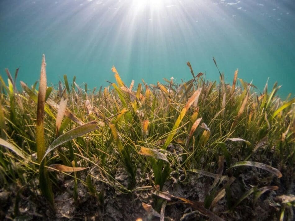 Image underwater: green and brown grass under blue sky during daytime