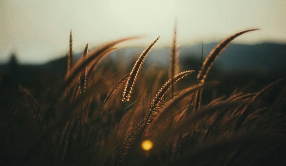 Image: wheat at dusk (s. wheat production, climate change)