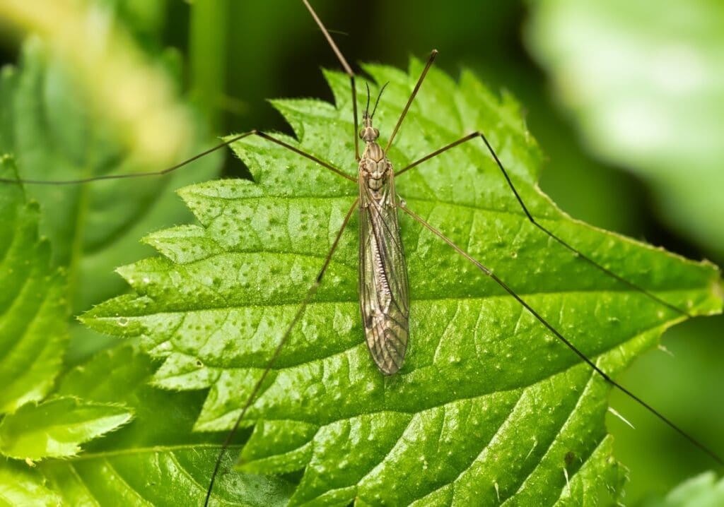 Climate change accelerates emergence of insects closeup shot locust green leaf with greenery res