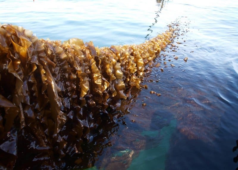 Kriegers Flak Wind Farm Sets Sail into Sustainable Future with First Seaweed Harvest Sugar kelp on lines in Horsens Fjord, Denmark - a sustainable model