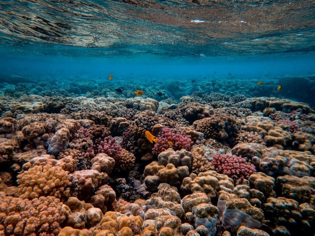 Scientists successfully breed heat-tolerant corals, but climate action still essential for coral survival Image: Scenic Photo of Coral Reef 2