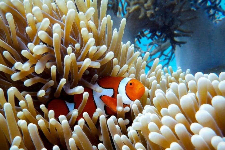 Image: clown fish on coral reef