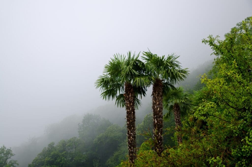 Climate change to shift tropical rains northward high angle shot beautiful palm trees middle foggy forest res