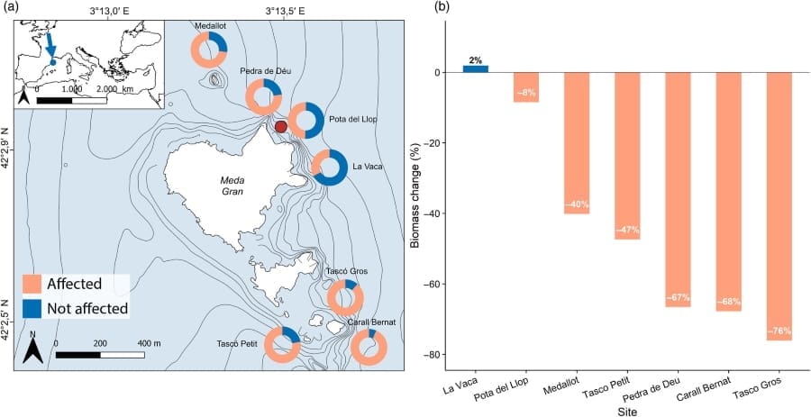 Image: Spatial distribution of the marine heatwave (MHW) impact on Paramuricea clavata. (a) Proportion of affected colonies at each population of the study during the year 2022 (s. marine heatwaves devastate red gorgonians in the Medes Islands)