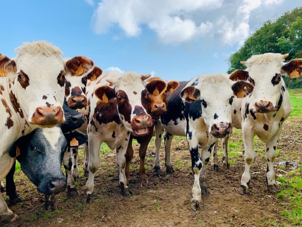 Image: a herd of cows standing next to each other on a field