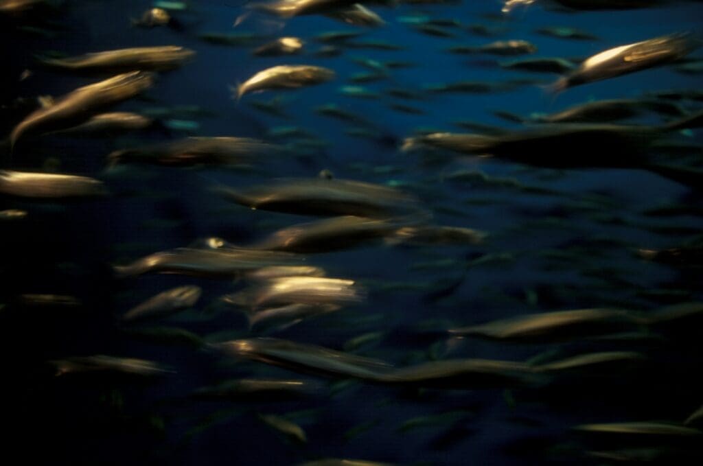 Fishy parenting? Punishing offspring encourages cooperation Image: A school of squid underwater