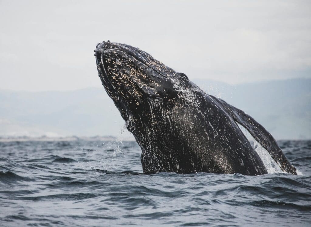 Image: whale