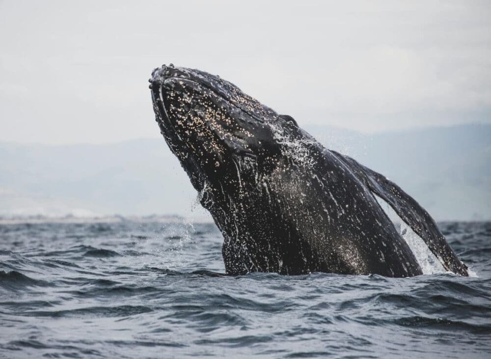 Image: whale