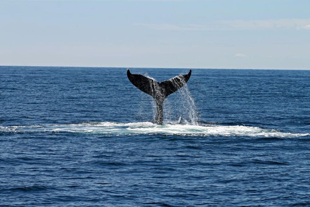 Image: Whale's Tail (s. climate, law, ocean)