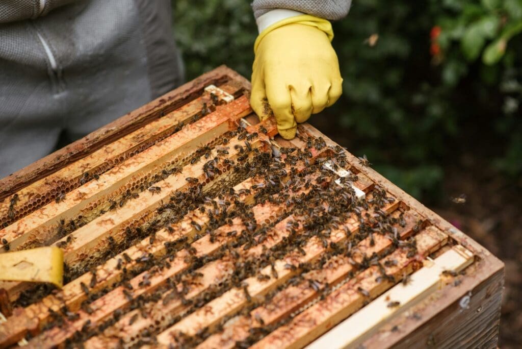 North Macedonia's beekeepers face climate change challenge pexels anete lusina 5247962 res