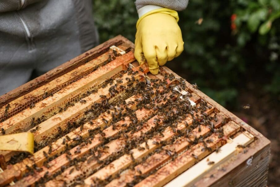 Image: beekeeper collecting honey