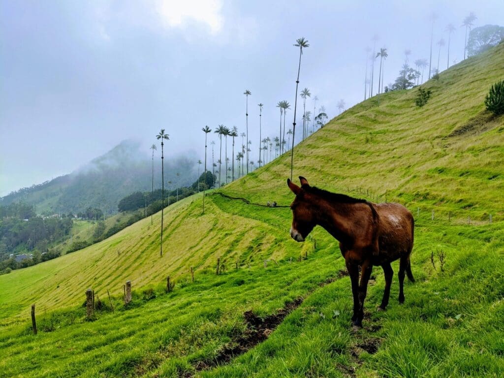 Image: Brown Horse on Green Grass Field