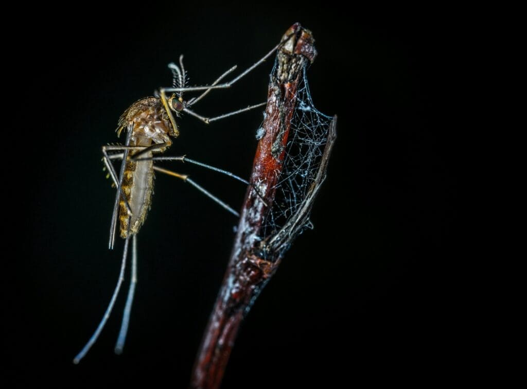 Image: mosquito (s. malaria transmission. climate change)