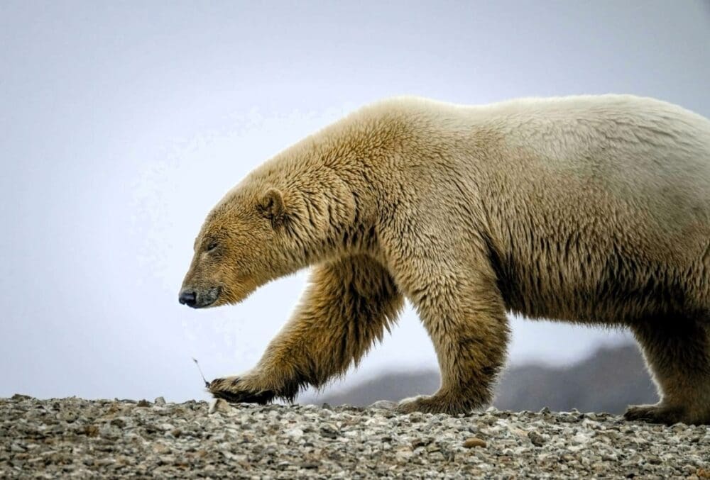 Image: a polar bear