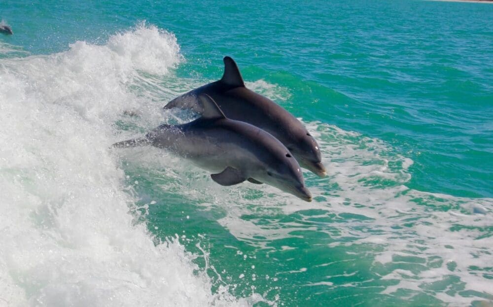 Image: Dolphins in the ocean