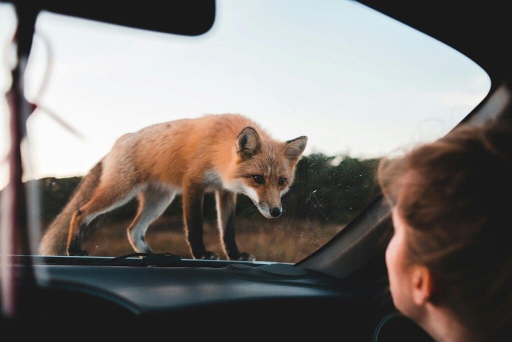 Humans are the elephant in the room where conservation is debated Image: Brown Fox Standing on Car Hood