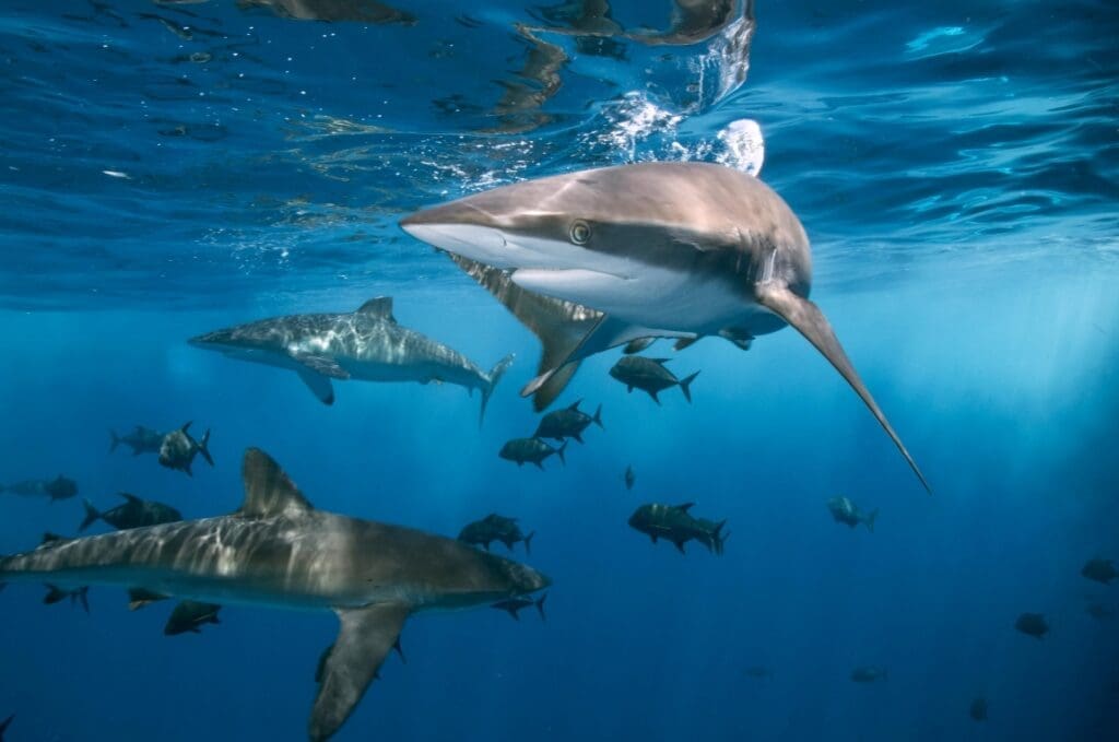 We’ve measured the cost of unsustainable industrial fishing on coastal communities – and it’s vast Image: sharks swimming in ocean