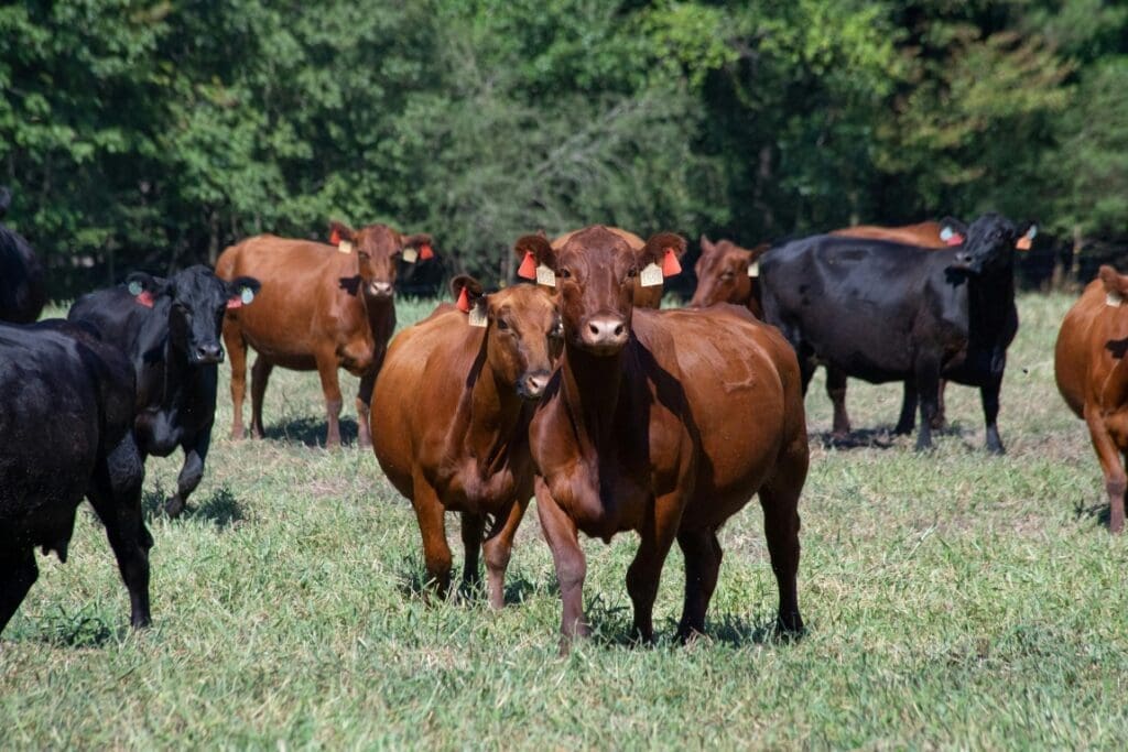 Western Agricultural Communities Need Water Conservation Strategies to Adapt to Future Shortages Image:Cows