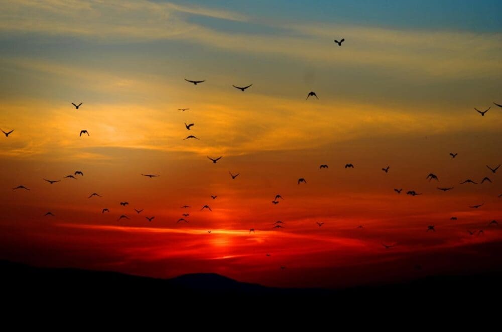 Image: flock of birds flying above a mountain during sunset