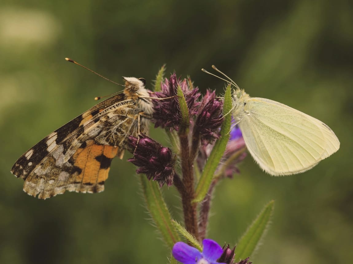 Millions of insects migrate through 30-metre Pyrenees pass