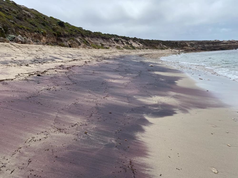 pink sand garnet at innes national park credit university of adelaide 4 res