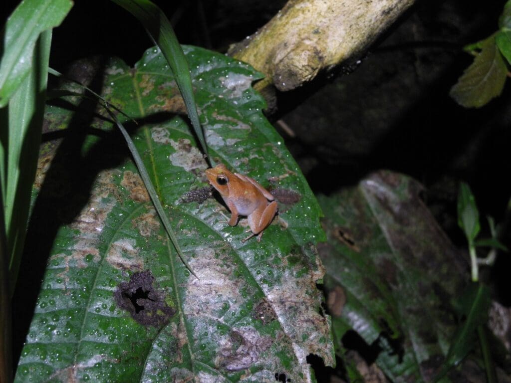 Image: a central African puddle frog (s. animals, climate change, adaptation)