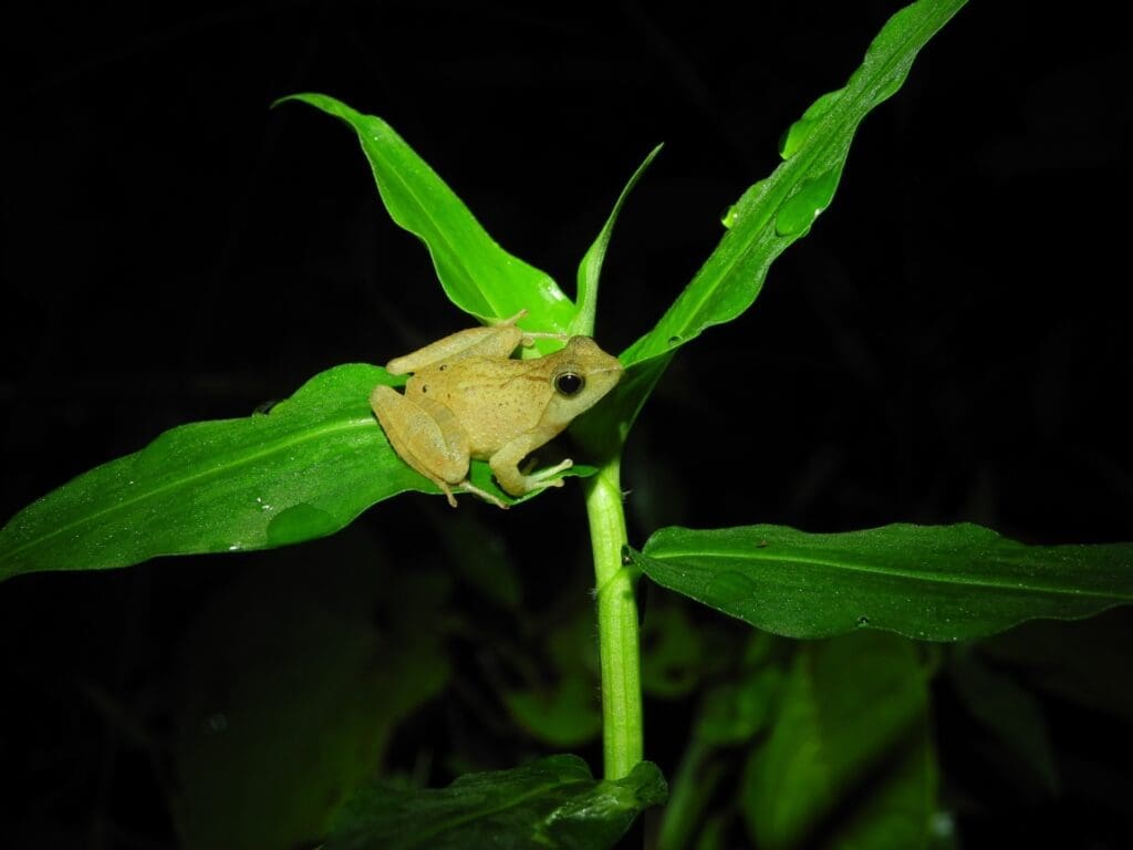 Tiny tropical puddle frogs show that protecting genetic variation is essential for animals to survive the climate crisis Image: African puddle frog