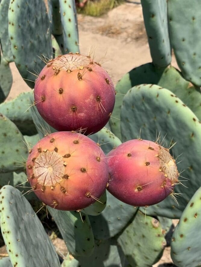 university of nevada r 2 res edited