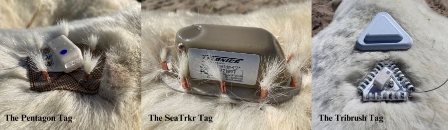 3 tags burronfur. by Polar Bear International res