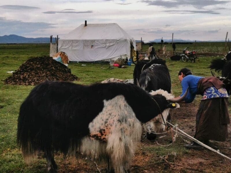 Braiding community values with science is key to ecosystem restoration Image: A pastoralist tends to her livestock in front of her tent