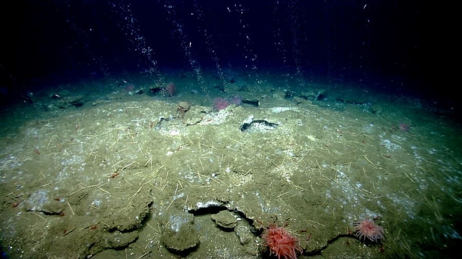 Cold seepsWestAtlanticOceaan Credit NOAA Office of Ocean Exploration res