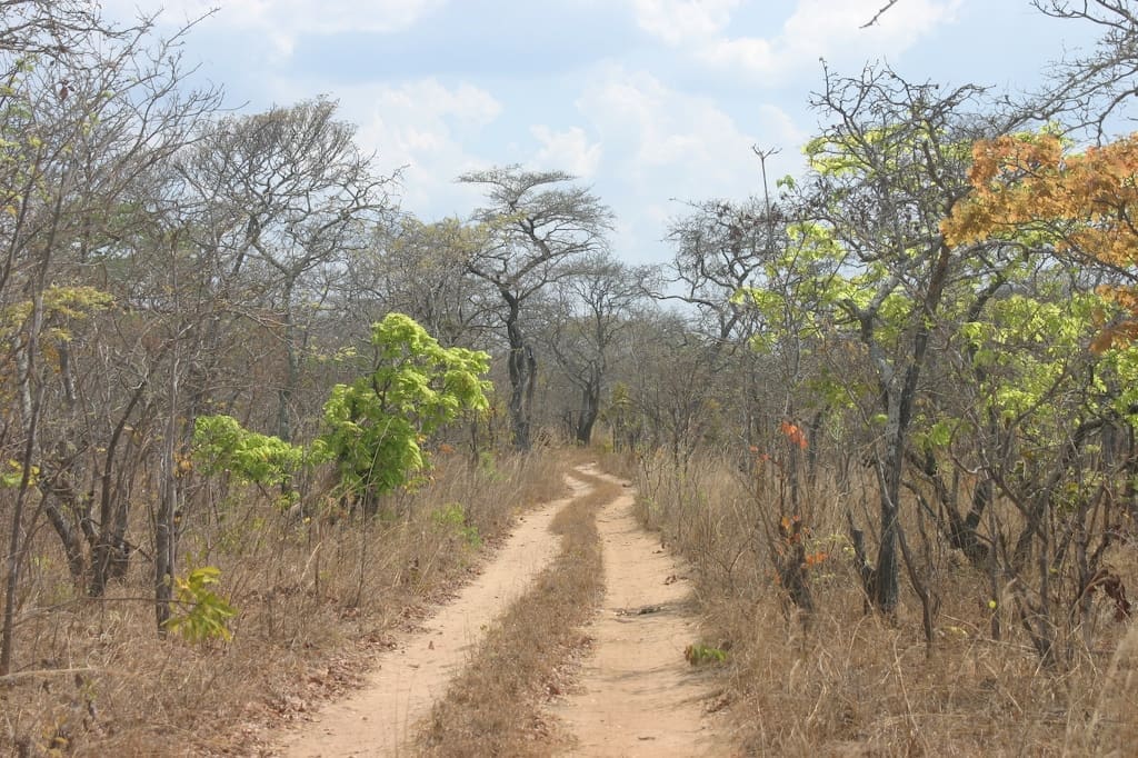 Mozambican Woodlands could store more than double the carbon previously estimated Kasungu miombo1