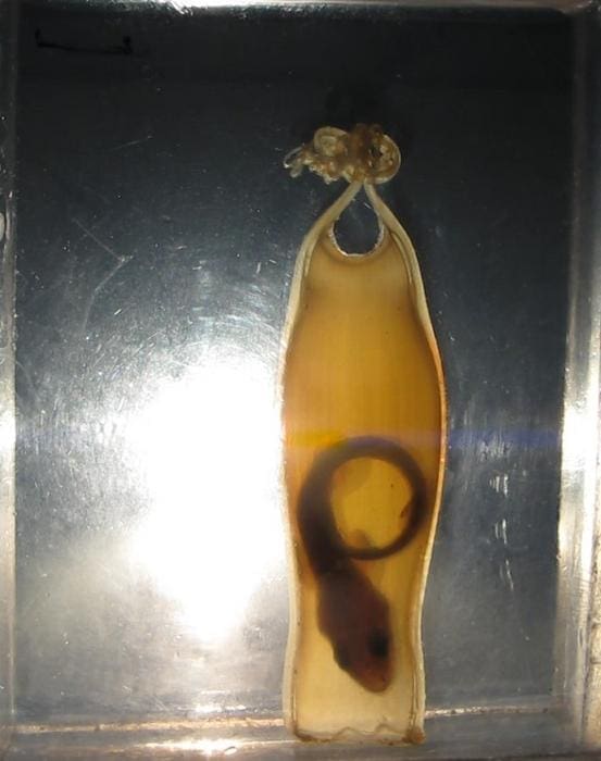 Low Res 617 Coulon 20221011 NoemieCoulon SSP5 embryo stage 7 1
