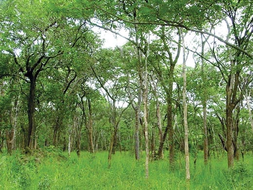 MiombowoodlandSA