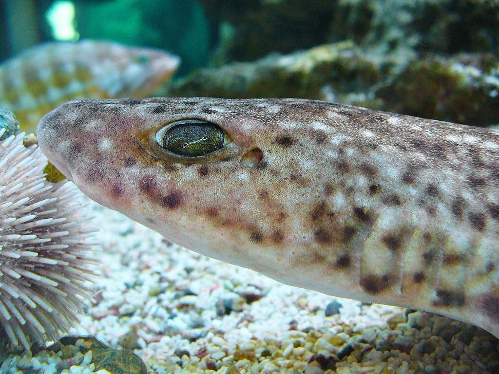 Shark hatching success drops from 82% to 11% in climate change scenario Scyliorhinus canicula 01