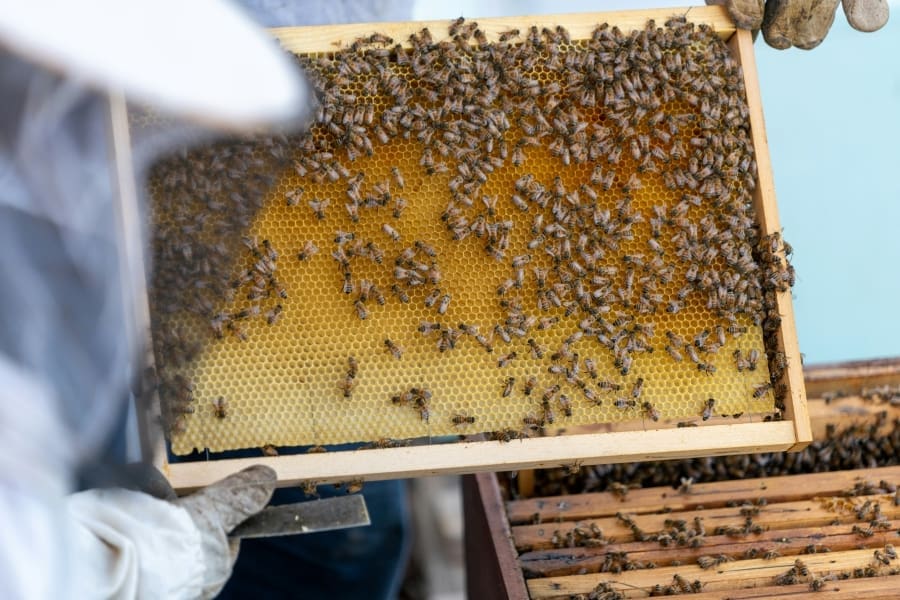 Honey bees vote to decide on nest sites – why we should listen alessandro carrarini SluXF6B7Edc unsplash res