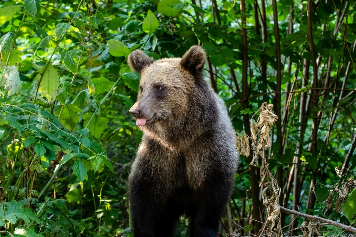 Romania to cull nearly 500 bears after hiker killed