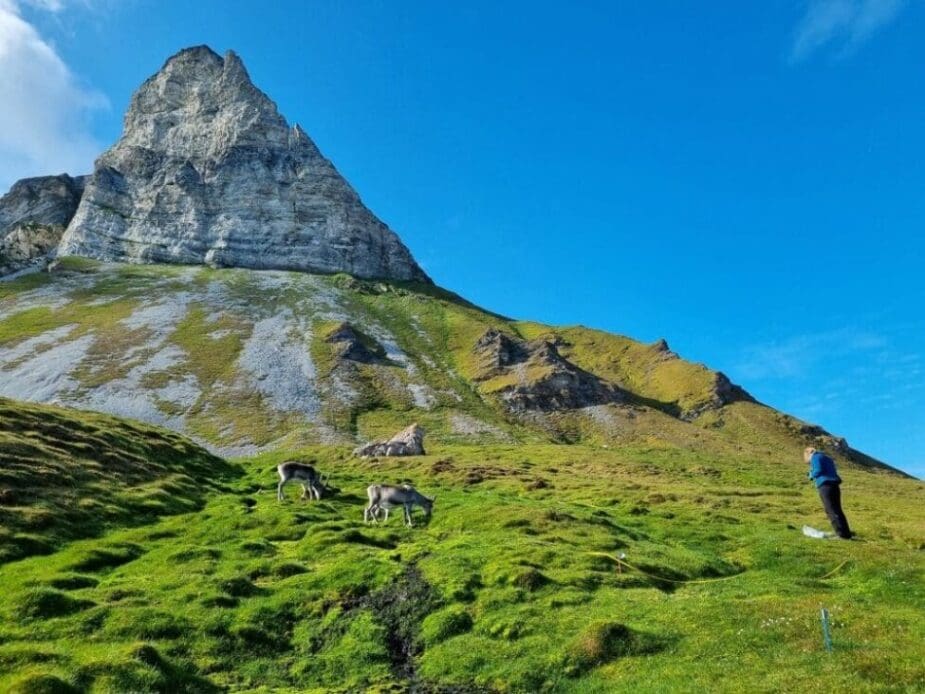 Image: The Alkhornet bird cliffs, Svalbard (s. non-native plant species, climate)