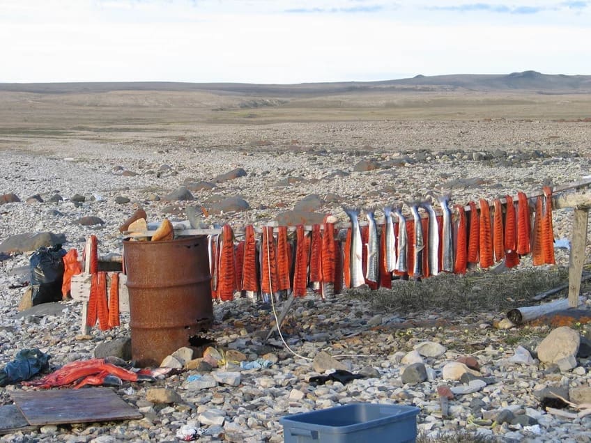 arctic charPeterColllings