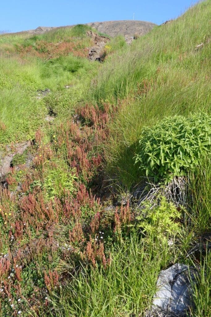 Image: Close up of a green slope in Barentsburg (s. plants, climate)