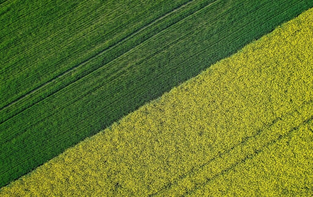 Beautiful agricultural half green half yellow grass field shot with a drone (s. science, climate)