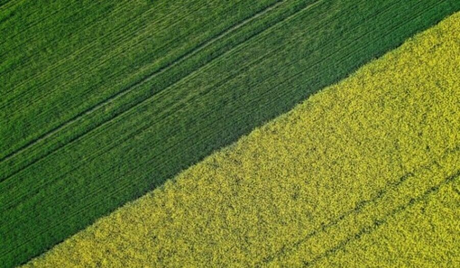 Beautiful agricultural half green half yellow grass field shot with a drone (s. science, climate)