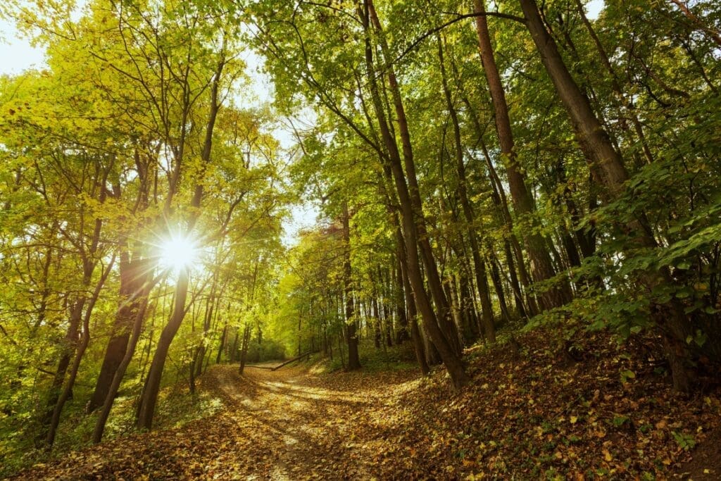 How well does tree planting work in climate change fight? It depends, OSU research shows beautiful landscape mother nature res